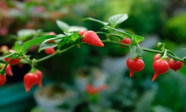 How to Grow Biquinho Peppers in South Carolina