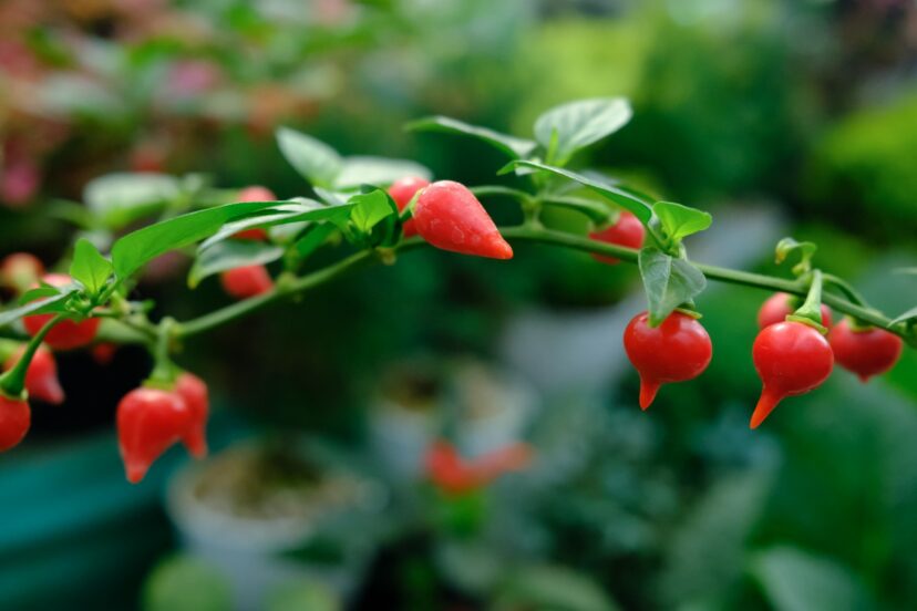 Biquinho Peppers 