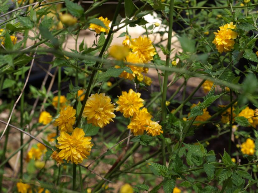 Unlike many flowering shrubs, Kerria japonica 'Pleniflora' thrives and blooms prolifically in partial shade.
