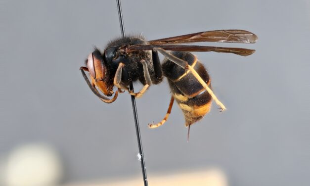 Yellow-Legged Hornets on the Move: Identification, Spread & Risks in South Carolina