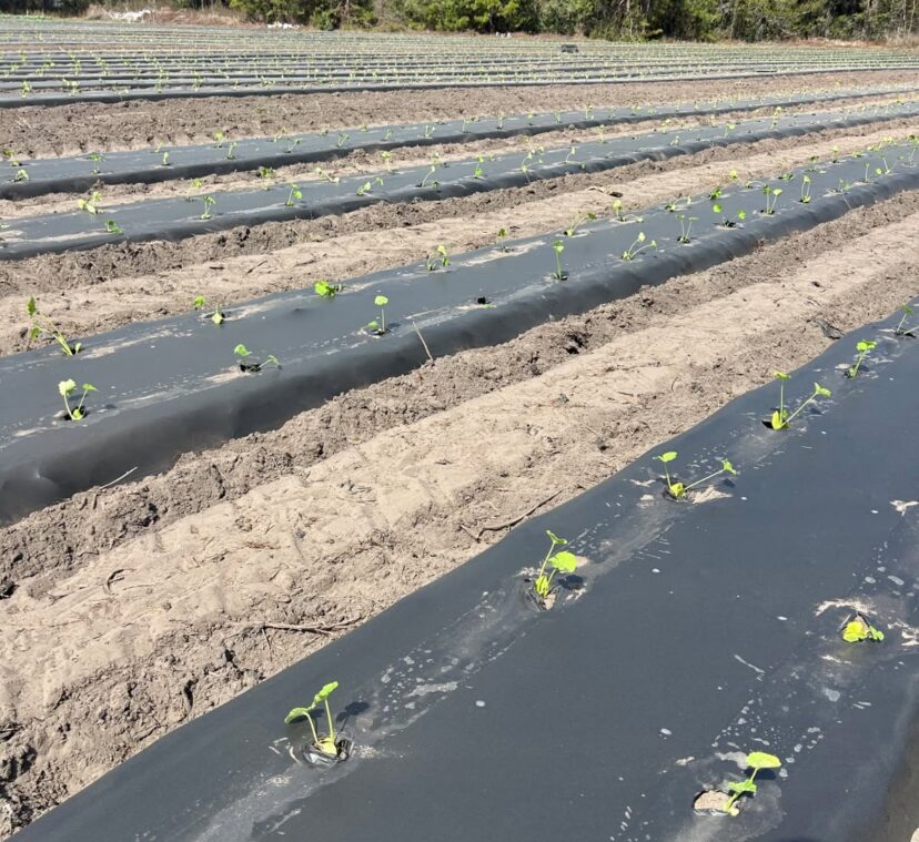Young yellow squash plants newly planted in a vegetable field following rainfall in the South Carolina Lowcountry