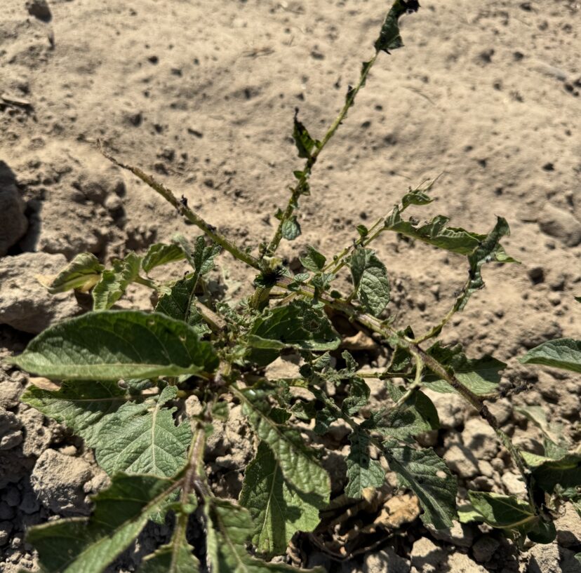 Adult Colorado potato beetles causing damage to potato or eggplant crops