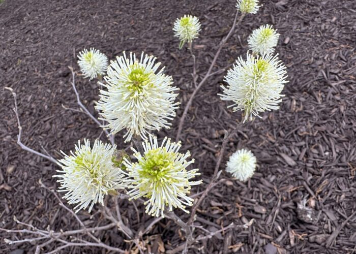 Alt Text: Fothergilla shrub with white bottlebrush-like flowers growing in a mulched landscape bed.