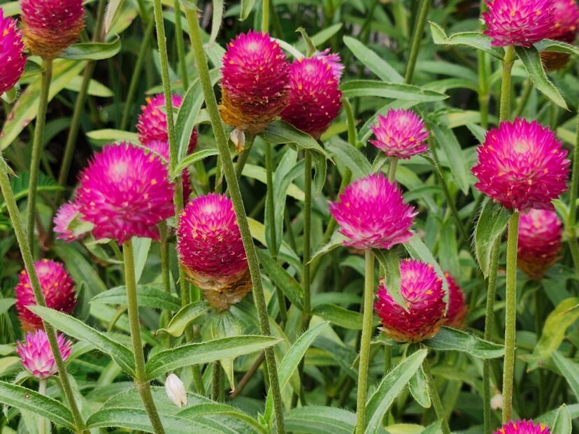 Bicolor rose globe amaranth flowers