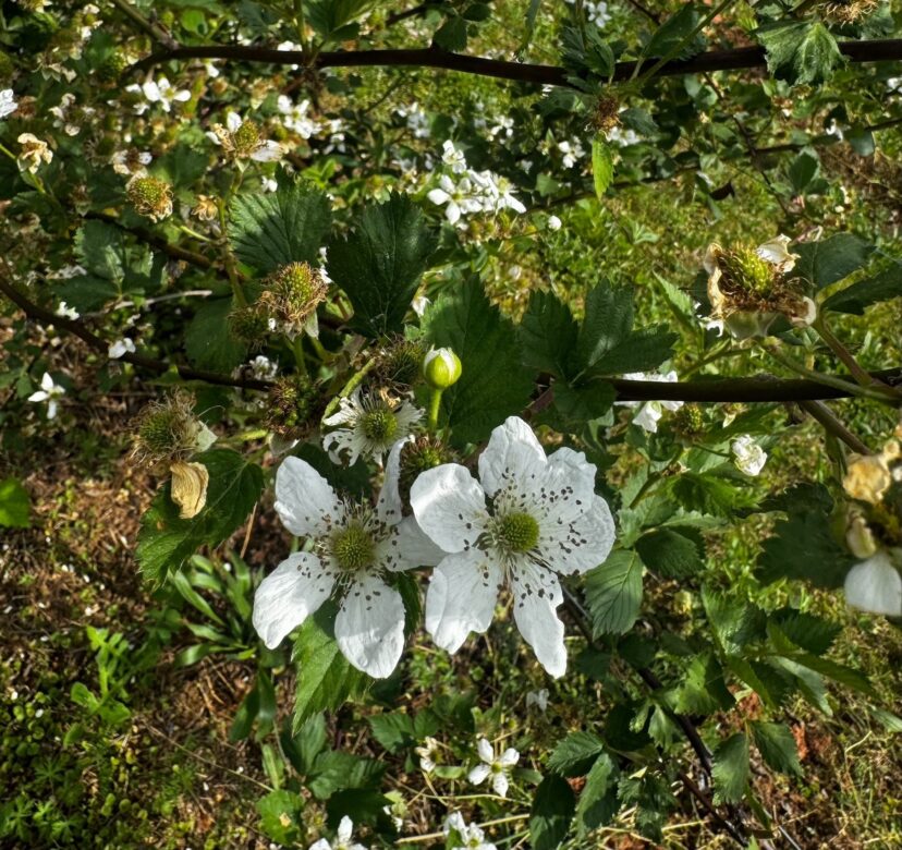 Blackberry canes in bloom showing early fruit development potential