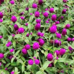 Annual Globe Amaranth (<em>Gomphrena globosa)</em> in South Carolina