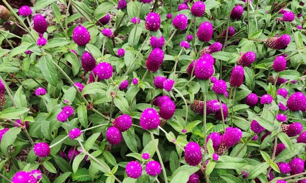 Annual Globe Amaranth (<em>Gomphrena globosa)</em> in South Carolina