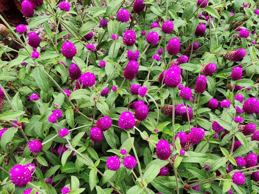 Bright, magenta globe amaranth flower heads in bloom.