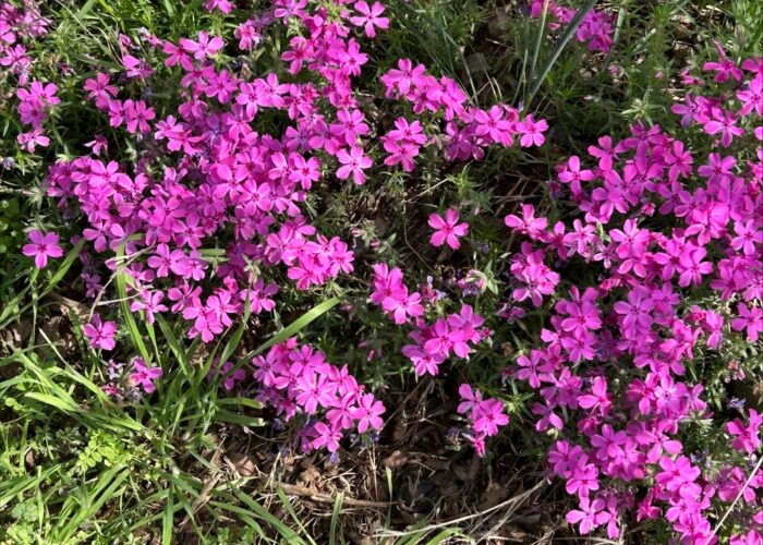 Bright pink creeping phlox flowers forming a dense groundcover among grass and soil.