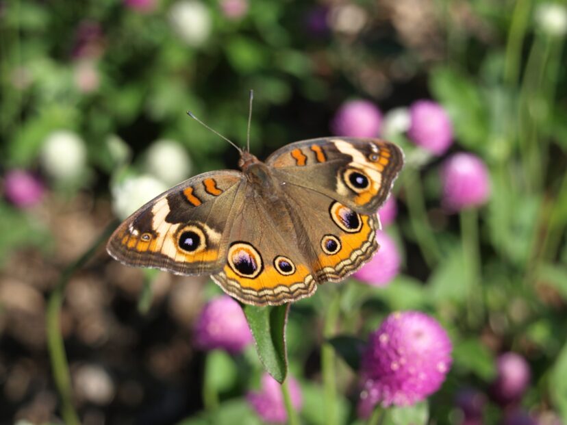 Buckeye butterfly collecting nectar from globe amaranth flower.