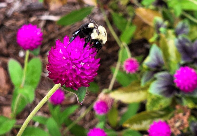 Bumblebee feeding on globe amaranth flower nectar.