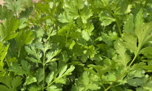 Cilantro plants growing in a field and ready for harvest in South Carolina Midlands