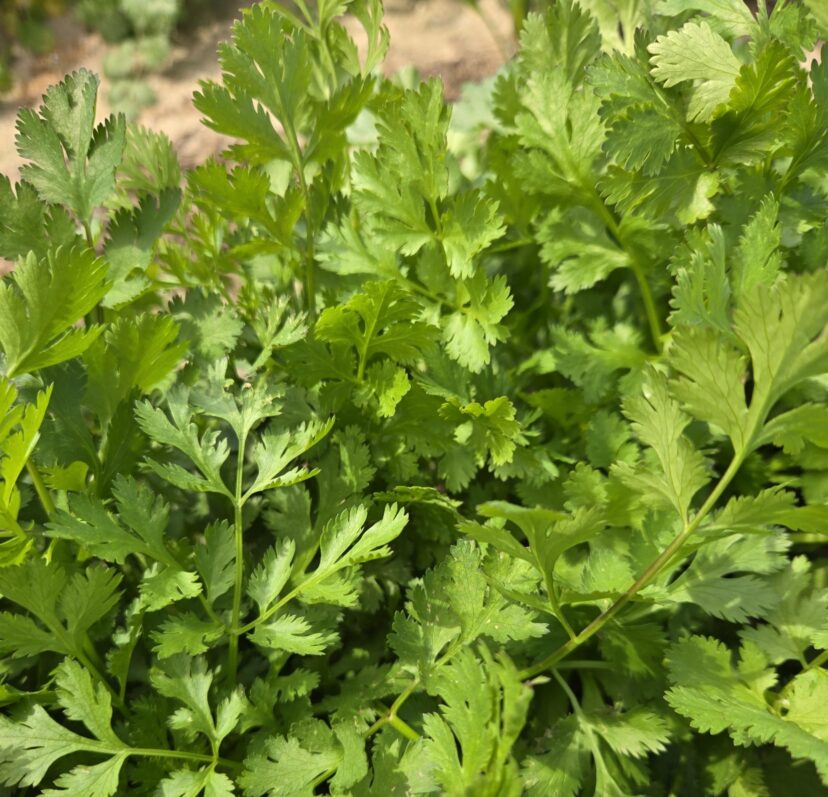 Cilantro plants growing in a field and ready for harvest in South Carolina Midlands