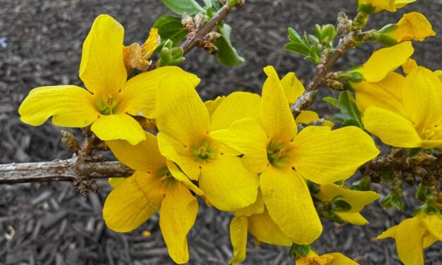 This Month in Your Garden – April 2026
