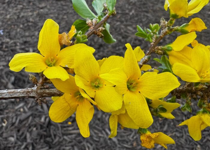 Close-up of bright yellow forsythia flowers blooming on a woody branch in early spring.