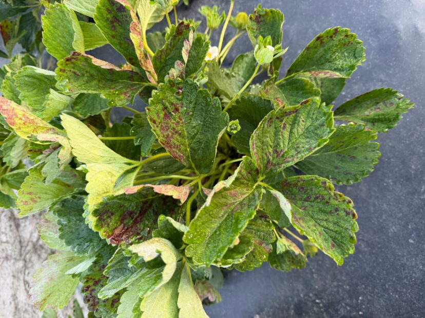 Close-up of powdery mildew on strawberry leaves showing white fungal growth