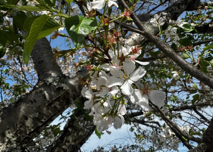 Close-up of white cherry blossoms on a tree branch with green leaves and blue sky in the background.