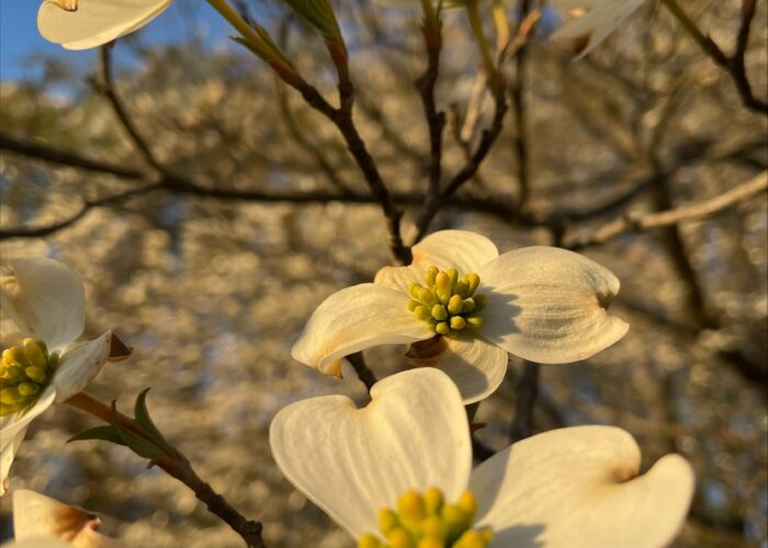 Close-up of white dogwood flowers with green centers on a tree branch.