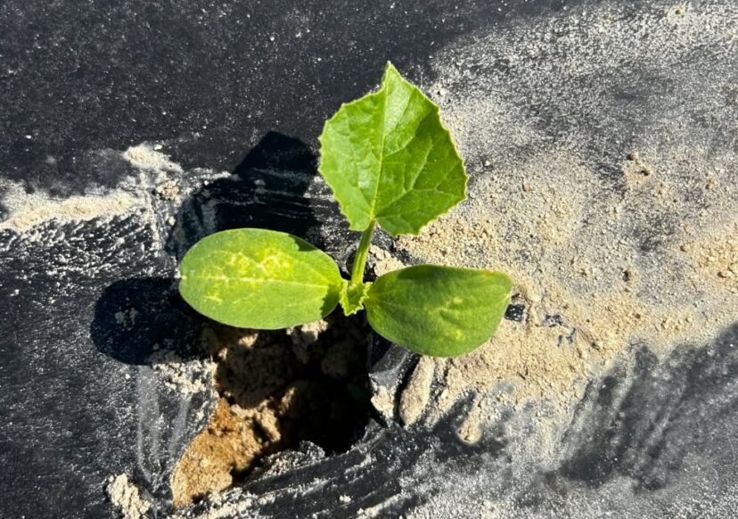 Close-up of young plant leaves showing stippling damage caused by spider mites on cotyledons