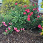 Carbon to Nitrogen Ratio (C:N): What It Is and Why It Matters for Soil Health