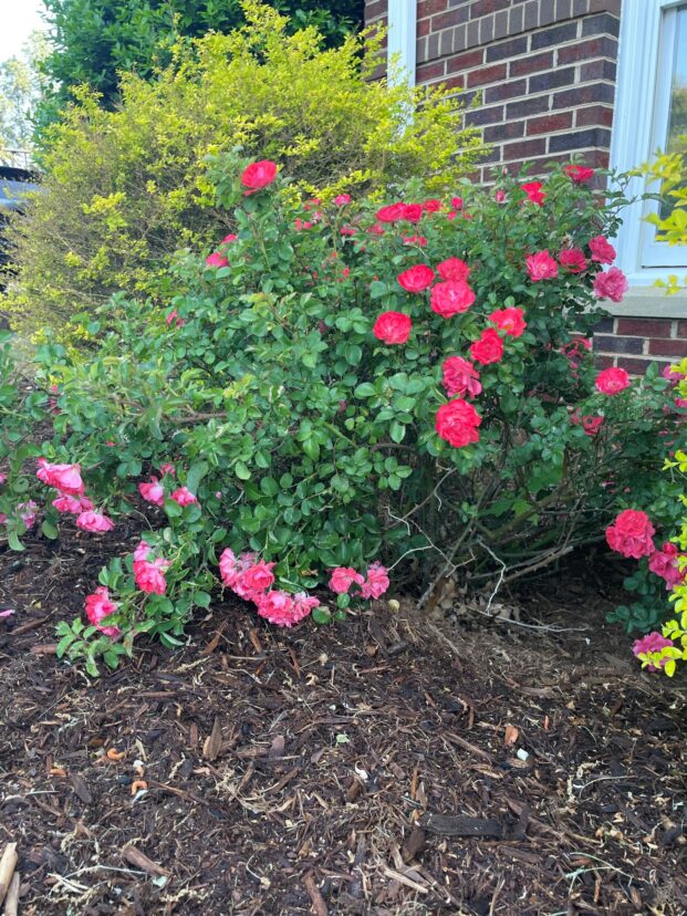 Coarse wood chip mulch applied to a garden bed, illustrating a high carbon material.