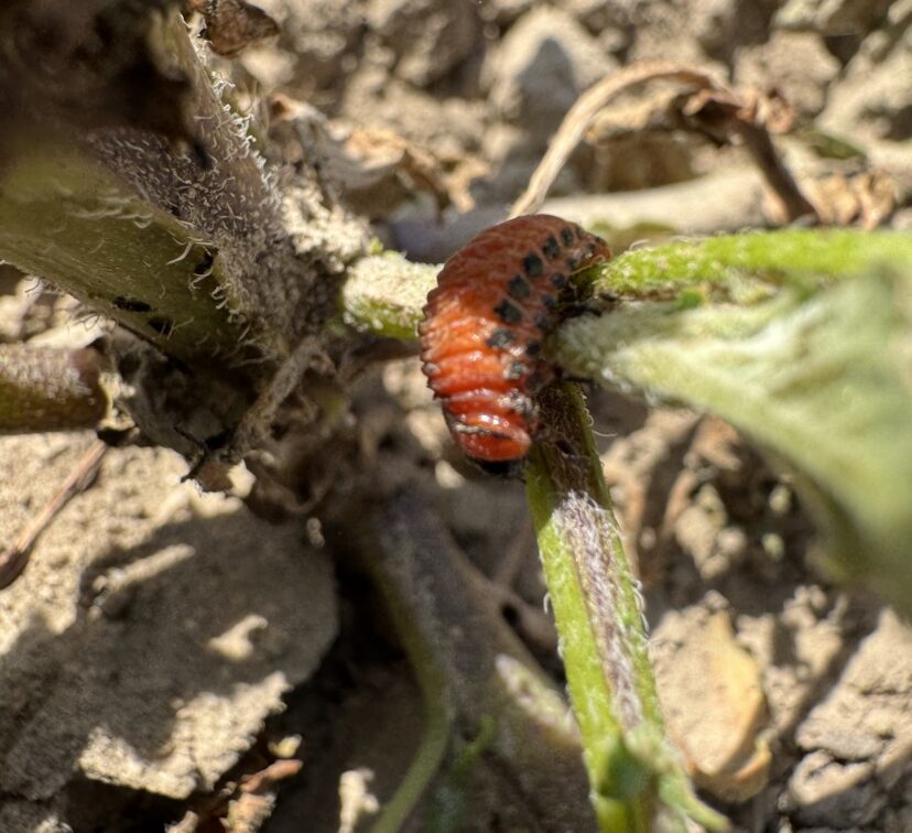 Colorado potato beetle larvae feeding on plant leaves