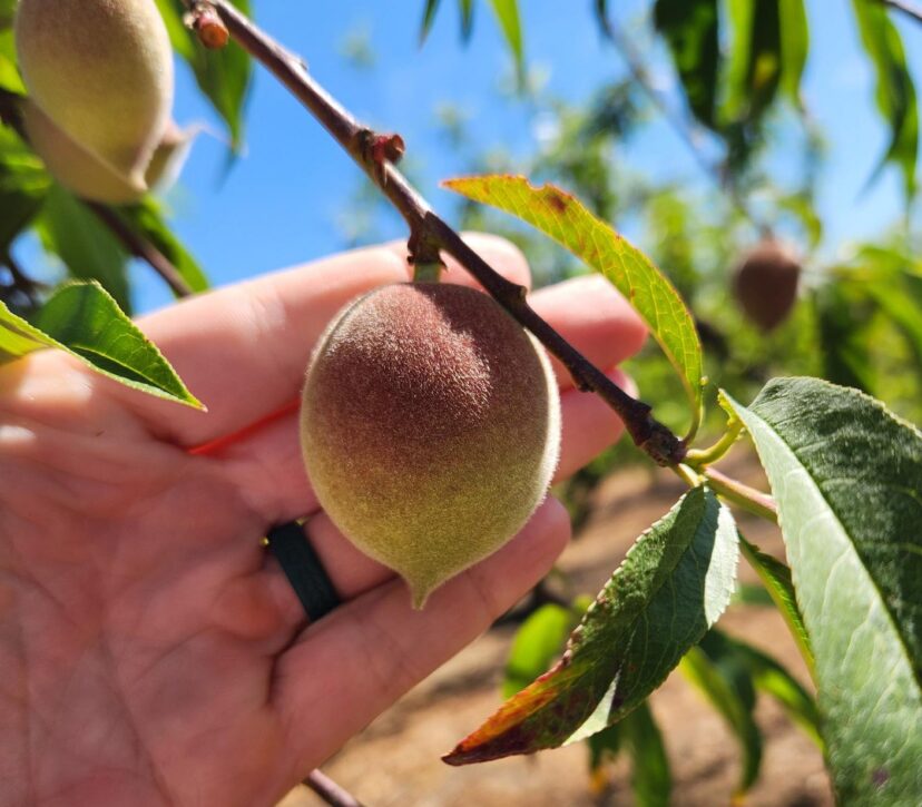 Developing Carored peaches growing on a tree after fruit thinning