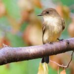 Bird Migration Mysteries: How Birds Travel and What We Still Don’t Know