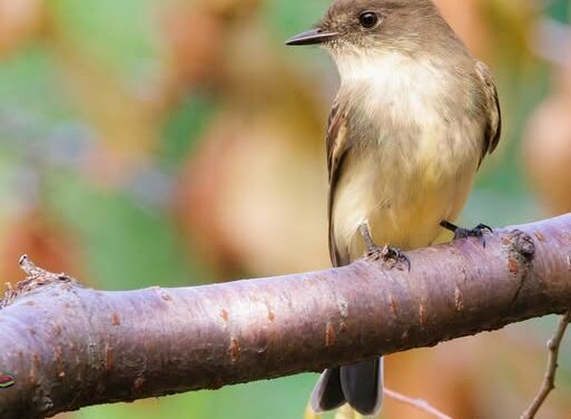 Bird Migration Mysteries: How Birds Travel and What We Still Don’t Know