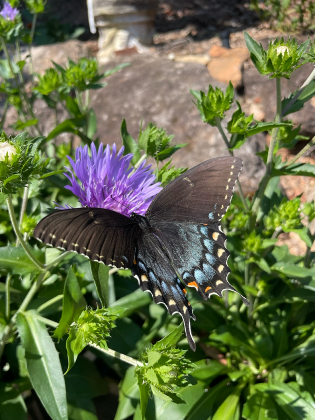 Eastern tiger swallowtail butterfly (Papilio glaucus) feeding on Stokes’ aster (Stokesia laevis) flower