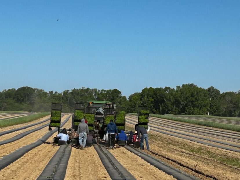 : Farmers planting watermelon crops in dusty fields during drought conditions in South Carolina