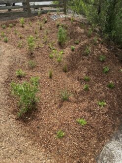 Fresh layer of mulch spread across a rain garden bed, helping retain soil moisture and reduce weed growth.