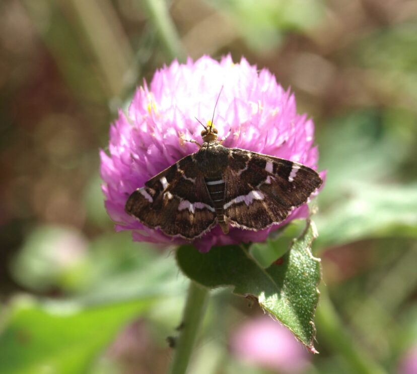 Globe amaranth flower head attracting pollinators.