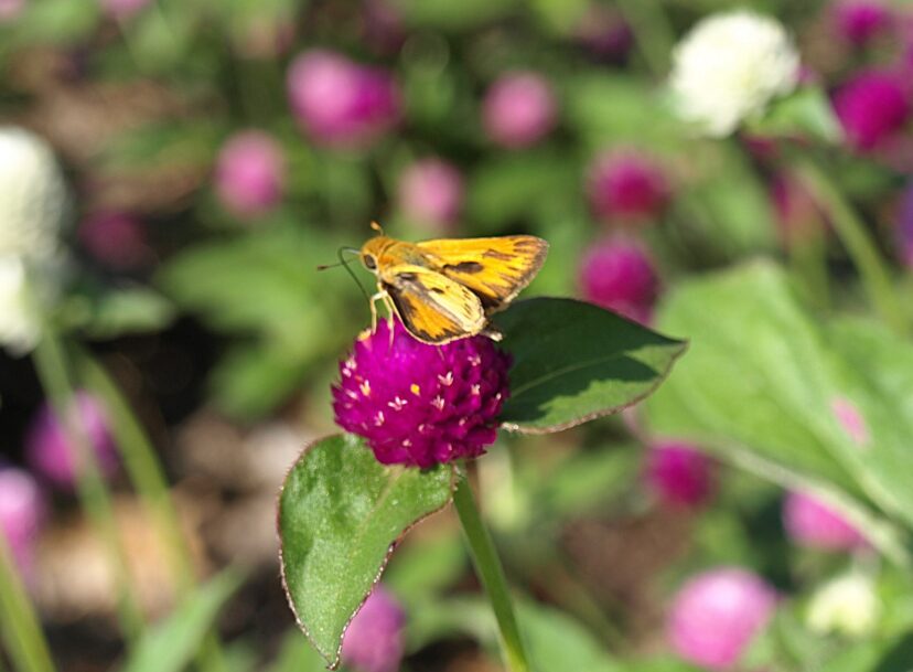 Globe amaranth papery bracts with small tubular flowers and fiery skipper butterfly feeding on nectar.