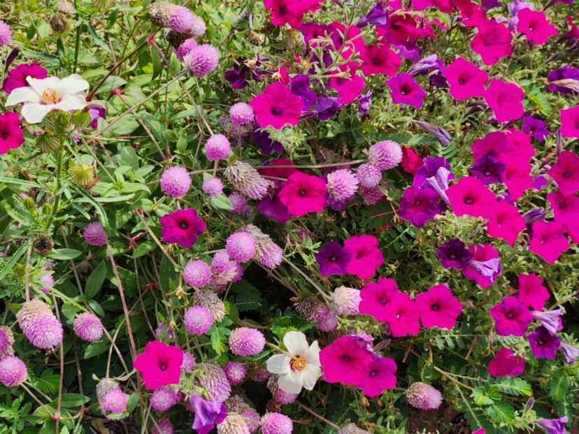 Globe amaranth planted in a summer annual flower bed providing seasonal color.