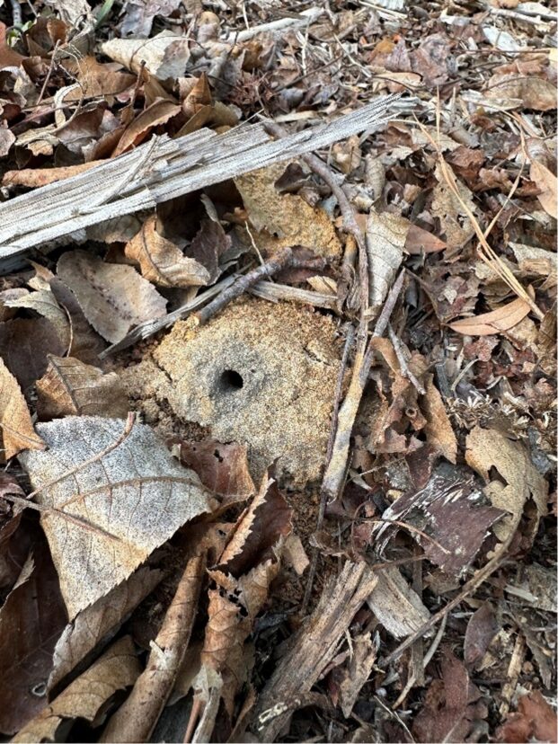 Ground-nesting bee site showing small soil openings used for nesting