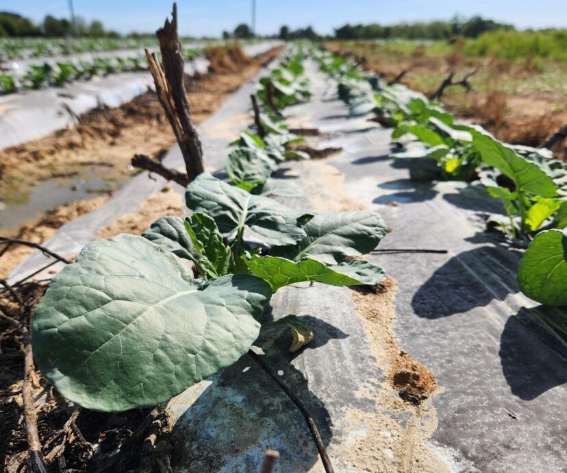 Healthy broccoli plants growing in a field with dry soil conditions