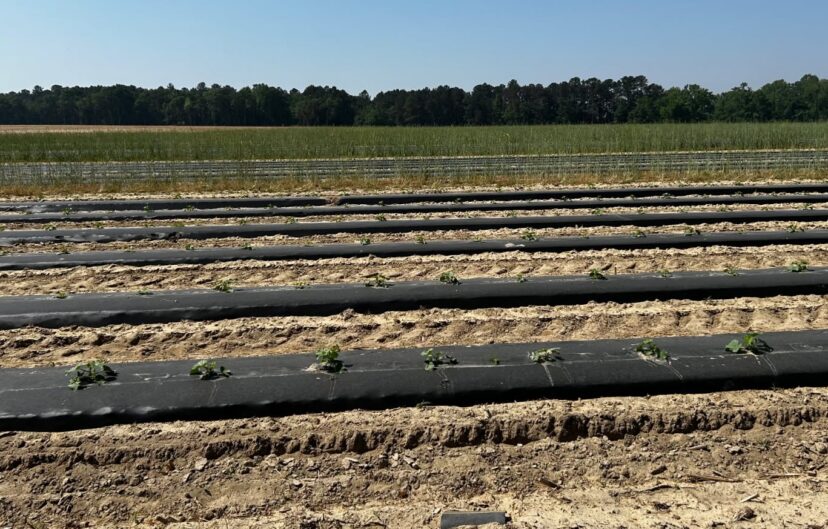 Healthy cantaloupe plants growing under drip irrigation system