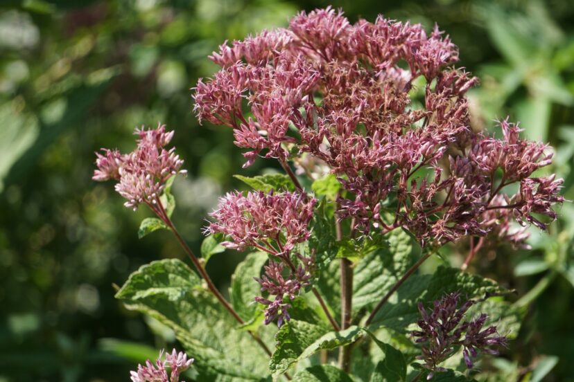 Joe Pye weed blooming in sunlight