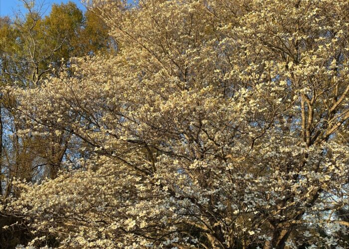 Large flowering dogwood tree covered in white blooms in a residential yard under a clear blue sky.