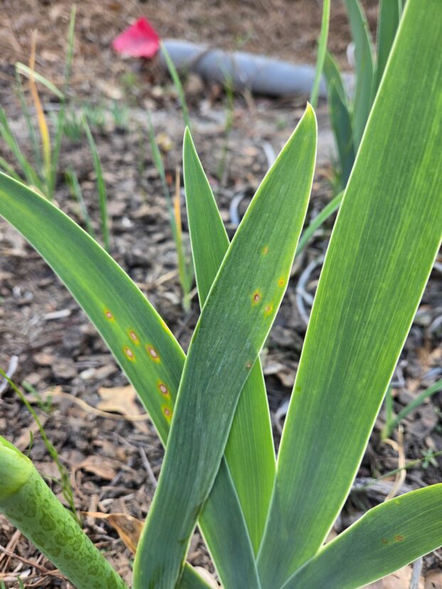 Leaf spot symptoms are beginning to appear on iris foliage—early monitoring helps prevent disease spread later in the season.