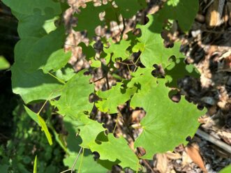 Leafcutter bee cutting circular pieces from eastern redbud leaves for nesting material