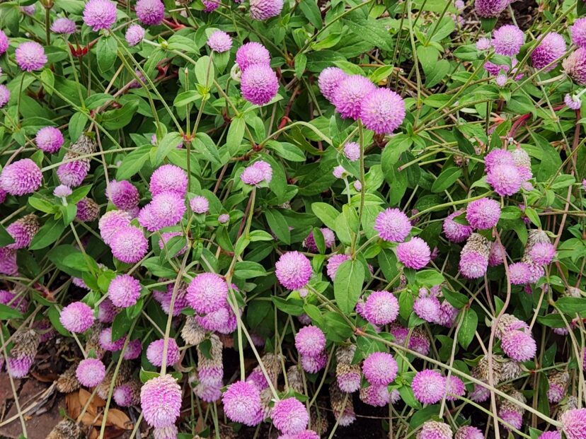 Light lavender globe amaranth flowers with papery bracts blooming in a summer garden.