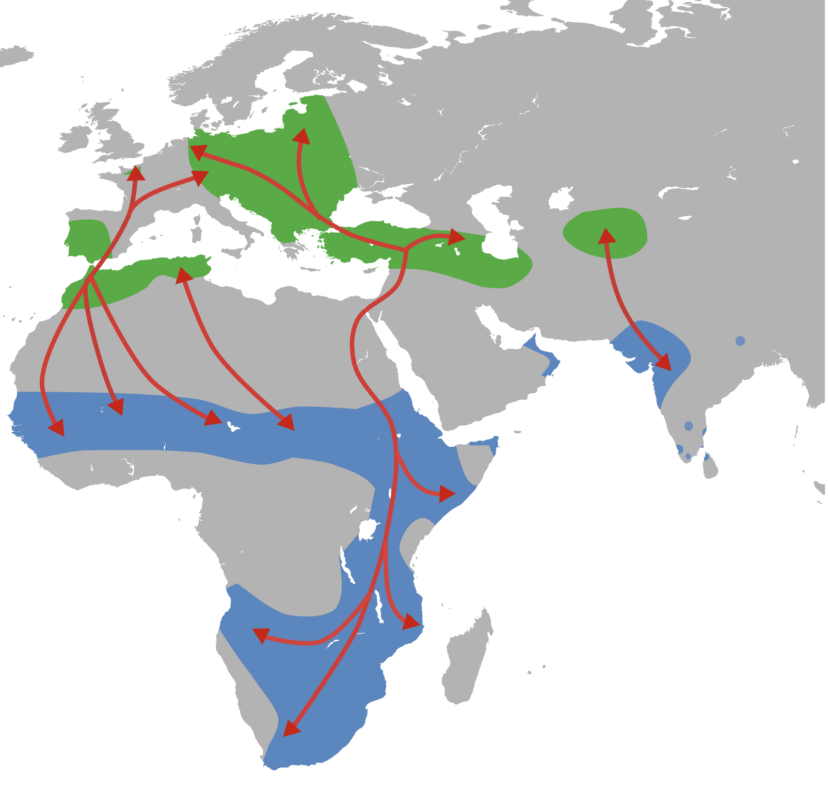 Map showing white stork migration routes between Europe and Africa, illustrating long-distance seasonal bird movement.