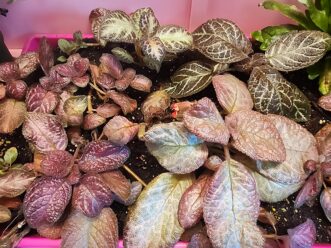 “Mixed Episcia houseplants with variegated pink, bronze, and silver textured leaves growing in a shallow tray under pink LED grow lights”