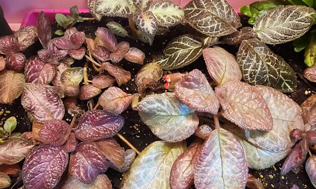 “Mixed Episcia houseplants with variegated pink, bronze, and silver textured leaves growing in a shallow tray under pink LED grow lights”