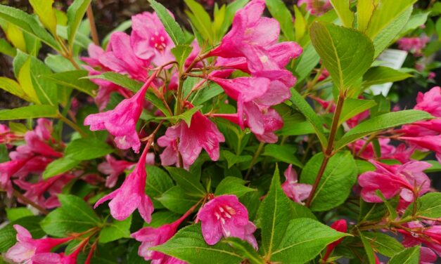 How To Grow and Care for Old Fashioned Weigela (<em>Weigela Florida</em>)