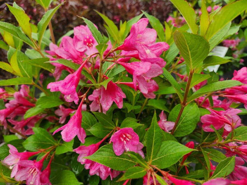 Pink tubular flowers of Sonic Bloom® weigela attracting hummingbirds in spring