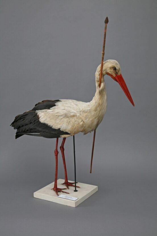 Preserved white stork specimen with an African spear lodged in its neck, demonstrating long-distance bird migration between Europe and Africa
