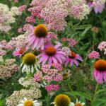 Native Perennial Wildflowers to Improve Soil Health